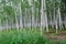 Birch forest