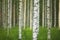 Birch forest