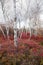 Birch Forest