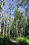 Birch forest