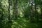 Birch forest. Alleys of deciduous trees. Green grass. Moss. Tree branches. Sunbeams in a shady forest. Sky