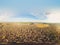 Birch, forest, autumn, top view, spherical panorama 360.