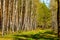 Birch forest of Biebrza river bird wildlife reserve during spring nesting period aside Carska Droga in Poland