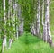 Birch forest. Birch Grove