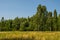 Birch forest with blue sky photo.