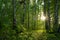 Birch forest in early summer with an abundance of greenery and flowering plants