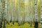 Birch forest, Ekaterinburg, Russia