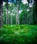 Birch forest and fern