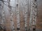 Birch forest in fog. Autumn view. Focus in foreground tree trunk