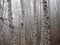 Birch forest in fog. Autumn view. Focus in foreground tree trunk