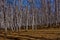 Birch forest in late autumn