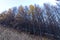 Birch forest in late autumn
