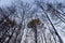 Birch forest in late autumn