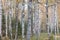 Birch forest, slender trunks, yellow foliage, autumn background