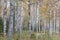 Birch forest, slender trunks, yellow foliage, autumn background