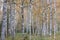 Birch forest, slender trunks, yellow foliage, autumn background