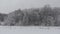 Birch forest in the snow. Fairy forest with snow on the trees. Winter landscape, snowy winter in the forest, snow lies