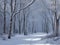 Birch forest in snowy wintertime