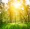 Birch forest on a sunny day. Green woods in summer