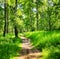 Birch forest on a sunny day. Green woods in summer