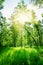 Birch forest on a sunny day. Green woods in summer