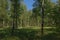 Birch forest on a sunny summer day in Kalmthoutse heide nature reserve