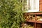 Birch in front of the window of a village wooden house in the autumn sun, woodpile front view, Russia