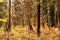 Birch Glade in late autumn. Natural background