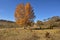 The birch on the grassland in autumn