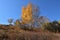 The birch on the grassland in autumn