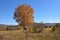 The birch on the grassland in autumn