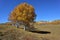 The birch on the grassland in autumn