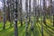 birch grove