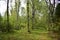 Birch grove alley in the Sunny forest edge of the soft grass and birch trunks, very beautiful and picturesque