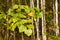 Birch grove in autumn. Birch branches with colorful leaves, natural autumn background. Selective focus