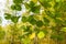 Birch grove in autumn. Birch branches with colorful leaves, natural autumn background. Selective focus