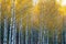 Birch grove, autumn, yellow leaves. Landscape, nature. n