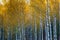 Birch grove, autumn, yellow leaves. Landscape, nature. n