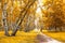 Birch grove with a bicyclist at the trails crossroad on sunny autumn day