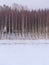 Birch grove with birches planted in rows in parallel