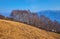 The birch grove on Cimetta Cardada slope, Ticino, Switzerland