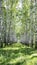 Birch grove on a clear day  bright greenery  vertical symmetrical image.