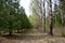 Birch grove. Coniferous alley. The first green foliage. Buds on trees. Shrubs