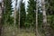 Birch grove. Coniferous alley. The first green foliage. Buds on trees. Shrubs