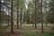 Birch grove. Coniferous alleys. Straight rows of trees. Pine trees. Foliage is grass