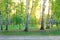 Birch grove at dawn, sunlight, a forest road