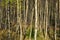 Birch grove in deep autumn