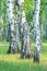 Birch grove in the forest in the early morning, tree trunks close-up, summer