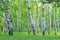 Birch grove in the forest in the early morning, tree trunks, summer