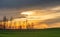 Birch grove in green field under dramatic colorful sunset sky